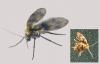 Trichomyia sp.